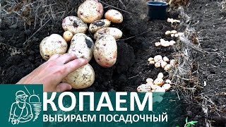 Уборка урожая картофеля | Выращивание картошки по технологии Гордеевых