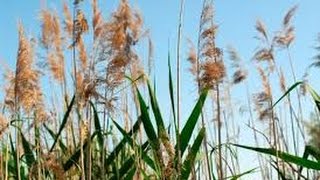 Поплавок из камыша как запасной вариант.
