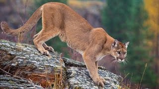 Mom pulls mountain lion off son
