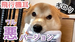 自慢のおもちゃを見せびらかすだけで取られたくない柴犬こてつ君