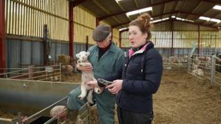 How to castrate a lamb - Lamlac