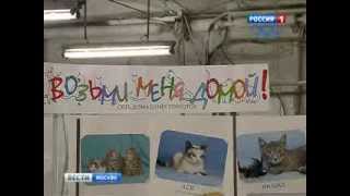 Выставка-раздача кошек из приютов