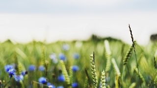 Уладзімір Караткевіч "Нямоглы бацька"