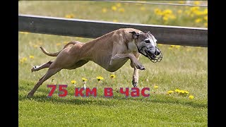 Какой скоростью может бежать самая быстрая собака в мире??? Собачья гонка