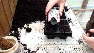 Comment semer les oeillets d'inde - Monjardindansleslandes