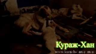 Щенки алабая Кураж-Хан. http://kurazh-han.com.ua/