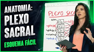 ANATOMIA: PLEXO SACRAL (esquema fácil) | Dra Walkyria Fernandes