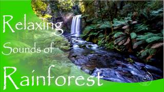 Relaxing Sounds of Rainforest Waterfall and Birds - Relaxation, Meditation, Deep Sleep