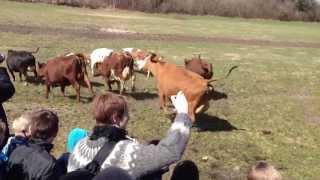 Danish attraction - "Dancing Cows" (Øko-dag)
