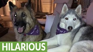 Husky furious over reality TV outcome, throws temper tantrum