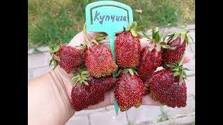 КУПЧИХА 2019г -   клубника, плодоношение в Ягодном Подворье