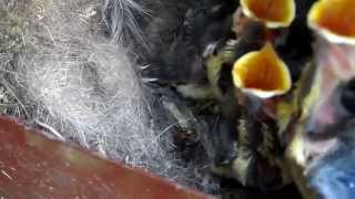 Птенцы синицы в почтовом ящике. 12  день жизни. The chicks titmouse in your inbox. Day 12
