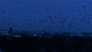 Нашествие птиц