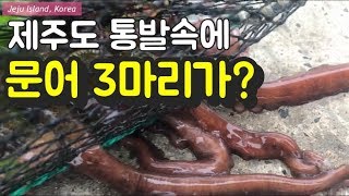 문어 3마리가 통발속에! 통발낚시 대박 한국 제주도 fish trap