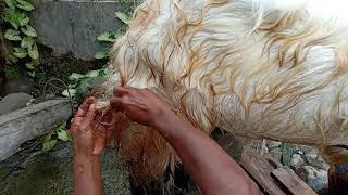 Cara Memandikan Kambing Kumuh