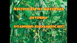 3 хитрости от которых огурцы отлично плодоносят