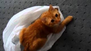 ▶ Игра Рыжий Кот Прикол! Red Kot plays   YouTube 720p