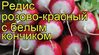 Редис Розово-красный с белым кончиком. Краткий обзор, описание Rozovo-krasnyy s belym konchikom