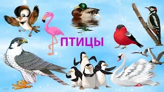 ПТИЦЫ НАЗВАНИЯ ПТИЦ познавательное видео для детей ЛЕБЕДИ/ПИНГВИНЫ/ПОПУГАЙ/СОКОЛ/ФЛАМИНГО/ДЯТЕЛ