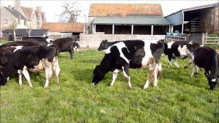 young cattle jumping for joy in the spring
