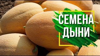 Лучшие Сорта Дыни Для Средней Полосы ✔️  Какие семена Дыни выбрать ?