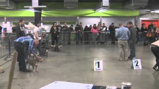 American Bully Show EBKC Belgium Rise Of The Bullyz 2012