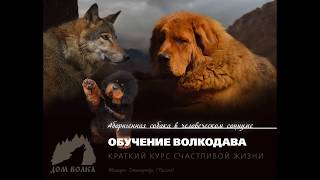 НУЖНО ЛИ ВОСПИТЫВАТЬ ТИБЕТА ТАБУРЕТКОЙ фрагмент вебинара Дом Волка 18 декабря 2018