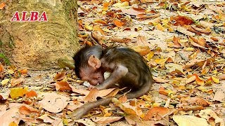 BECAUSE OF MOM REJECTED MILK ALBA TRY TO FIND | POOR LITTLE MONKEY ALBA