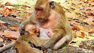 The most loving mom Popeye monkey with little son Polino