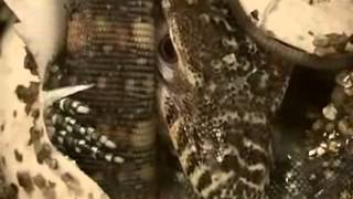 Saving the Komodo Dragon