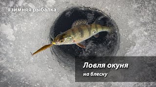 Ловля окуня на блесны зимой