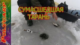 НОВИНКА!!!!ЛОВЛЯ ПЛОТВЫ ТАРАНИ НА МОРМЫШКУ ЗИМОЙ