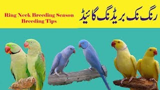 Ring Neck Parrots Breeding Season Detail and Breeding tips complete information in Urdu/Handi