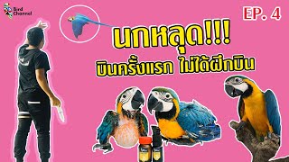 นกหลุด !! บินครั้งแรกไม่ได้ฝึกบิน -โรงเรียนฝึกนกบินอิสระแห่งแรกในประเทศไทย