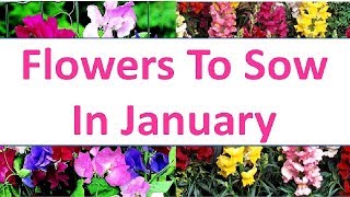 Flowers To Grow In January ! Flowers to sow in January