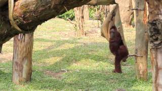 Singapore Zoo - Orang Utan Playing With Gunny Sack