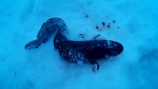 Ловля налима на жерлицы . Один налим. Fishing burbot