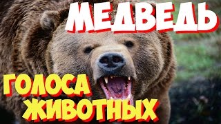 Учим голоса птиц и звуки животных. Звуки природы слушать онлайн МЕДВЕДЬ
