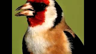 Chant de chardonneret / Goldfinch song