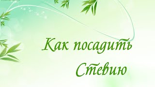 Как посадить семена стевии