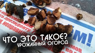 Как называется это растение? Урожайный огород Татьяны новое видео 2019