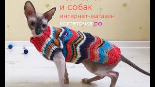 Обзор одежды для кошек и собак