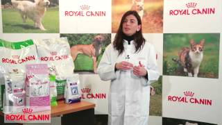 Alimentación a medida - Nutrición Royal Canin