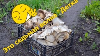 Грибы Вешенка. Выращивание грибов Вешенка без заморочек ч.3. Это 7-я волна.