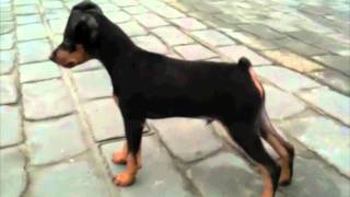 Mini Pinscher Sasha 3 month!