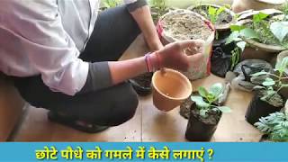 गमले में पौधे कैसे लगाएं?| Gamle me Podha Kaise Lagaye| Gamle me Flower Kaise Lagaye|Dahlia Plant|