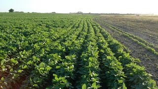 Cómo Cultivar Soya - Soja -  Soybean - TvAgro por Juan Gonzalo Angel