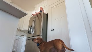 Ultimate Hide N Seek with DOGS!!