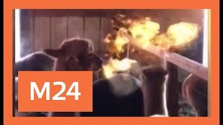 Фермер из США снял на видео огнедышащую альпаку