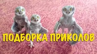 Смешные видео Coub #8